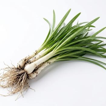 Wilder grüner Knoblauch